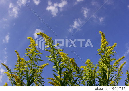 青空とセイタカアワダチソウ 青空とセイタカアワダチソウ 461755
