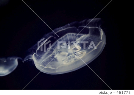 幽玄の舞 : 海月 幽玄の舞 : 海月 461772