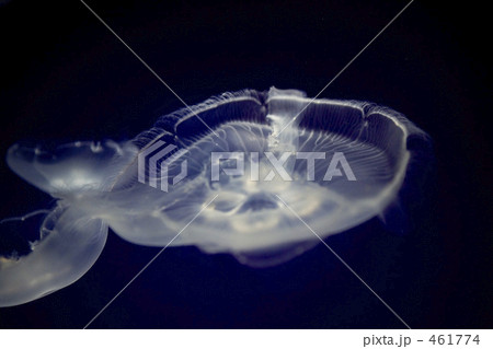 幽玄の舞 : 海月 幽玄の舞 : 海月 461774