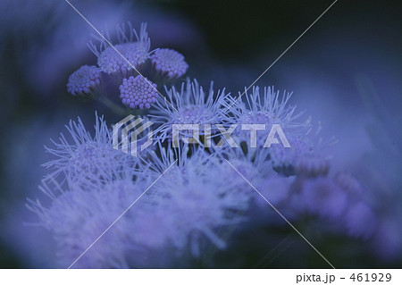 purple world 461929