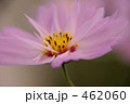 コスモス 462060