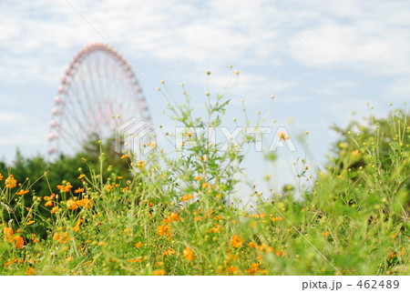 観覧車とコスモス 観覧車とコスモス 462489