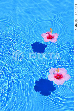 水面に浮かぶハイビスカスの花の写真素材
