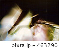 幻想 463290