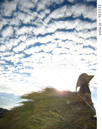うろこ雲　農業　稲刈り　２ 463333