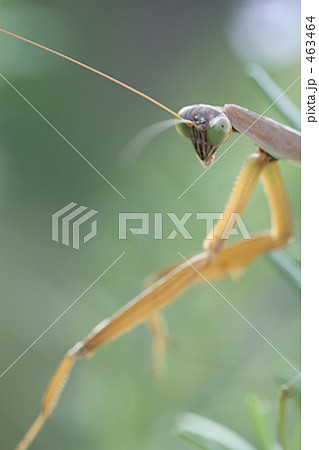 にらむ蟷螂 にらむ蟷螂 463464