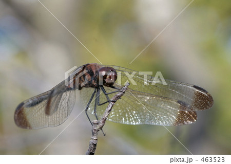 枝先に止まる蜻蛉 463523