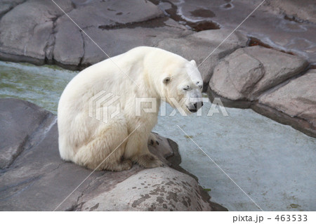 シロクマ 463533