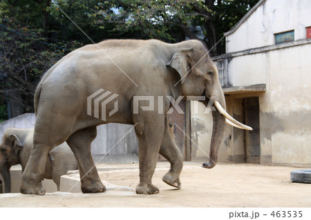 ゾウ2 463535