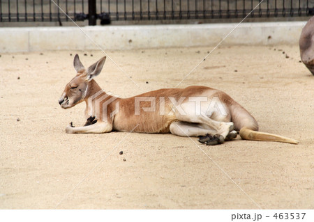 カンガルー3 463537