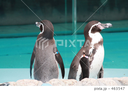 ペンギン2 ペンギン2 463547