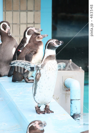 ペンギン1 463548