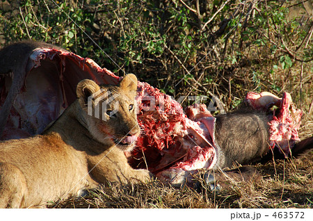 マサイマラの狩り 463572