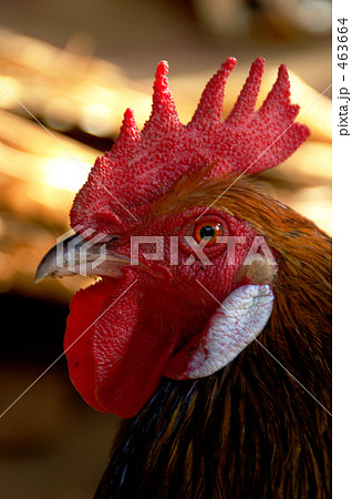 エチオピアのニワトリ 463664