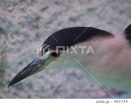 ゴイサギ ゴイサギ 463744