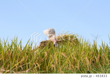 ワーク　農業　稲刈り　稲を運ぶ 463833