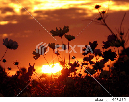 逆光の記憶 463836