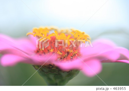 百日草 463955