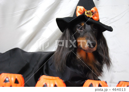 ハロウィン 仮装 犬9 ハロウィン 仮装 犬9 464013