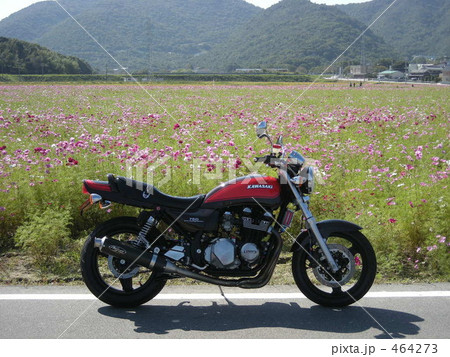 コスモスとバイク 464273