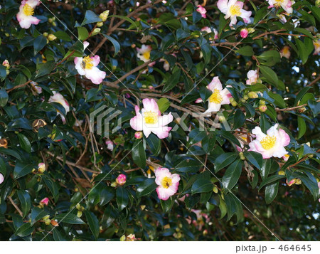 小さい花たち 小さい花たち 464645