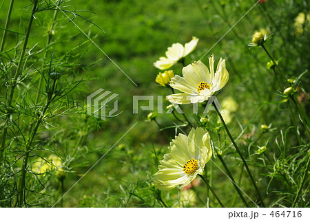 黄色のコスモス 464716