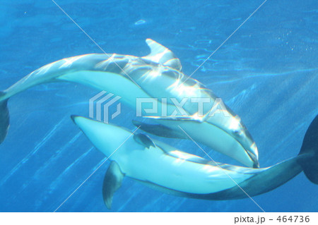 仲良しイルカ 464736