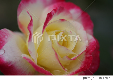 ダブルデライト 464767