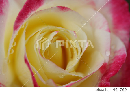 ダブルデライト 464769