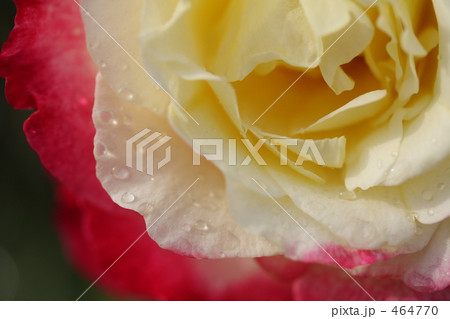 ダブルデライト 464770