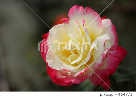 ダブルデライト 464772