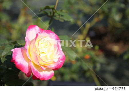 ダブルデライト 464773