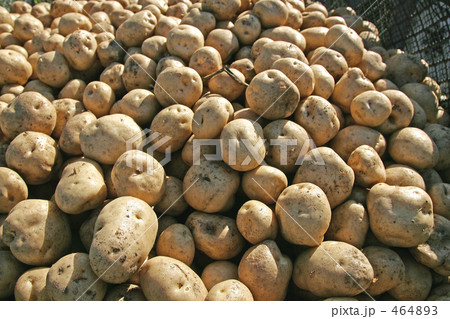 ジャガイモ ジャガイモ 464893