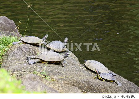 かめ(2) かめ(2) 464896