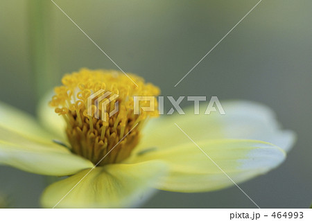 ハート型の雄蕊のウィンターコスモス 464993