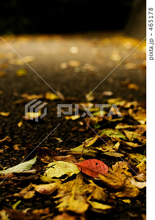 The season of colored leaves 465178