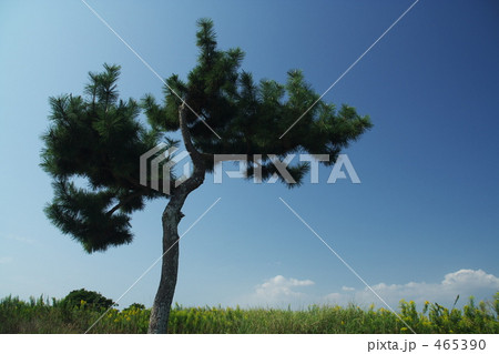 松の木 465390