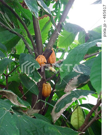 カカオの木 カカオの実 カカオの木 カカオの実 465617