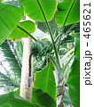 バナナの木　バナナの実 465621