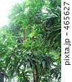 マンゴーの木 465627