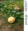 お化けカボチャ畑 465637
