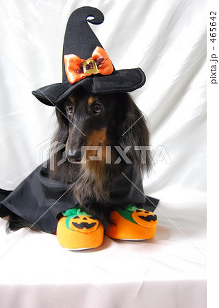 ハロウィン 仮装 犬7の写真素材