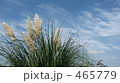 すすき 465779