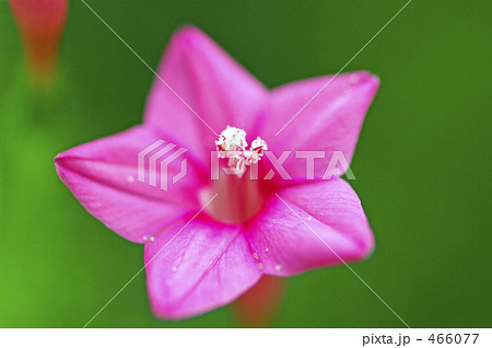 星の花 466077