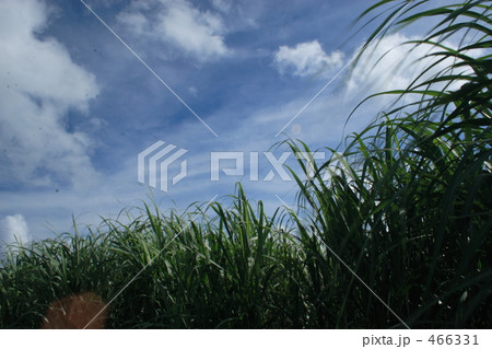 さとうきび畑 466331
