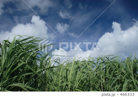 さとうきび畑 466333