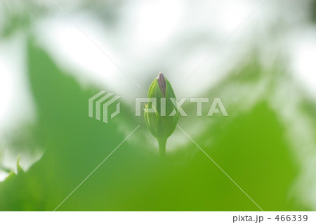 つぼみ 466339
