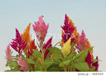 羽毛けいとう 466404