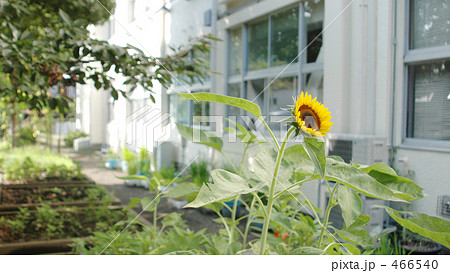 小学校の裏庭 466540