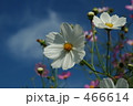 純白のコスモス 466614
